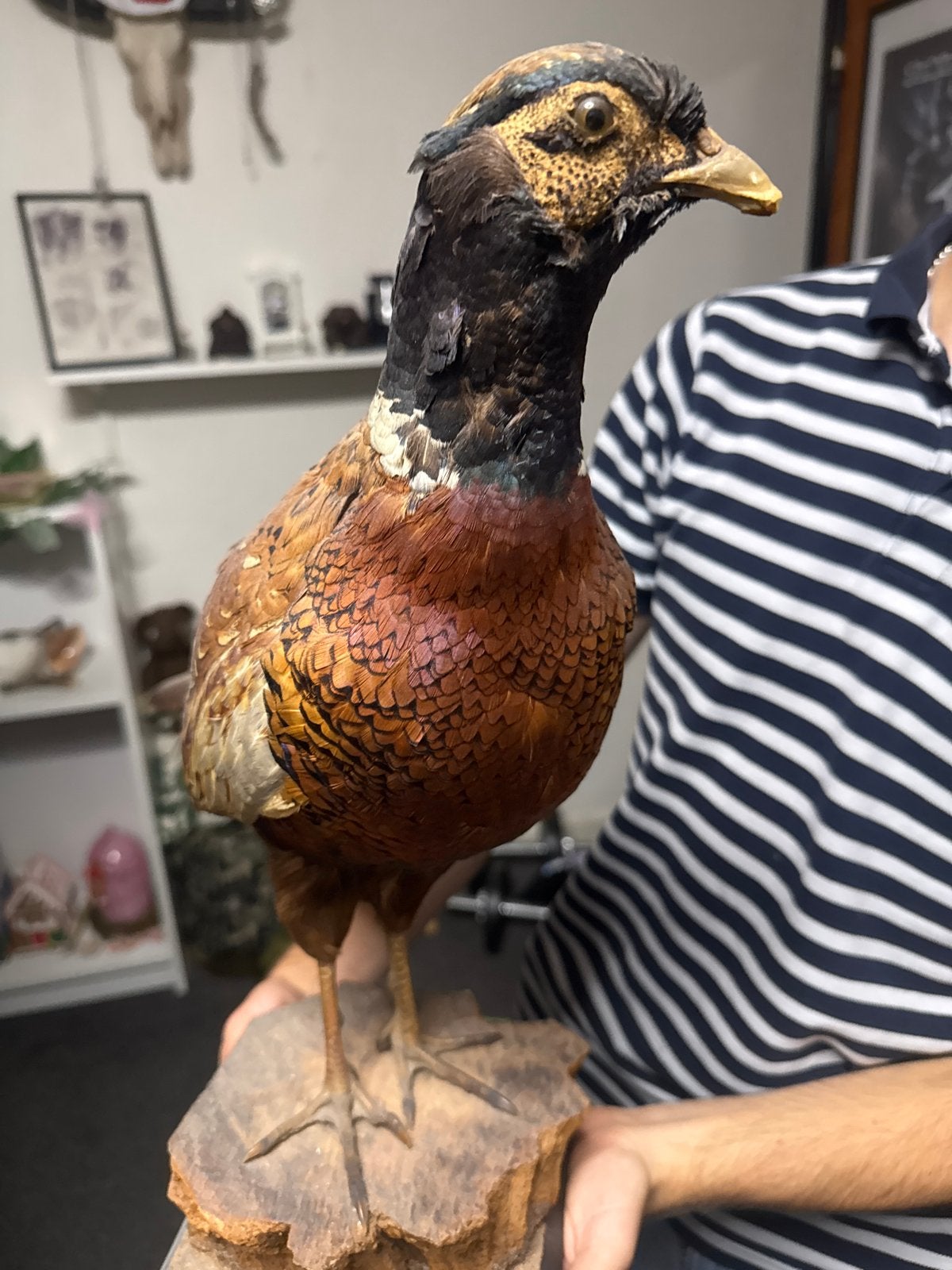 Opgezette Fazant zeer lange staart, Ophalen of Verzenden, Gebruikt, Vogel, Opgezet dier