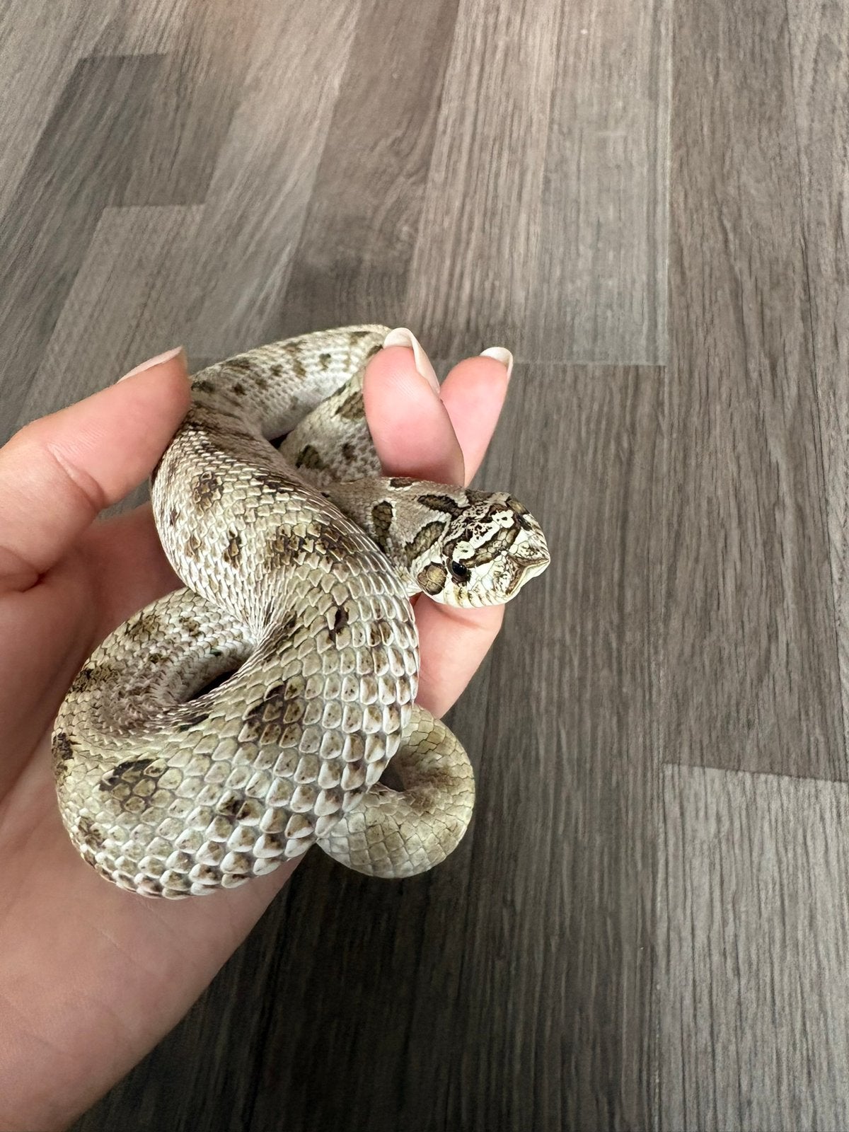 Haakneusslang Arctic conda man, Dieren en Toebehoren, Reptielen en Amfibieën
