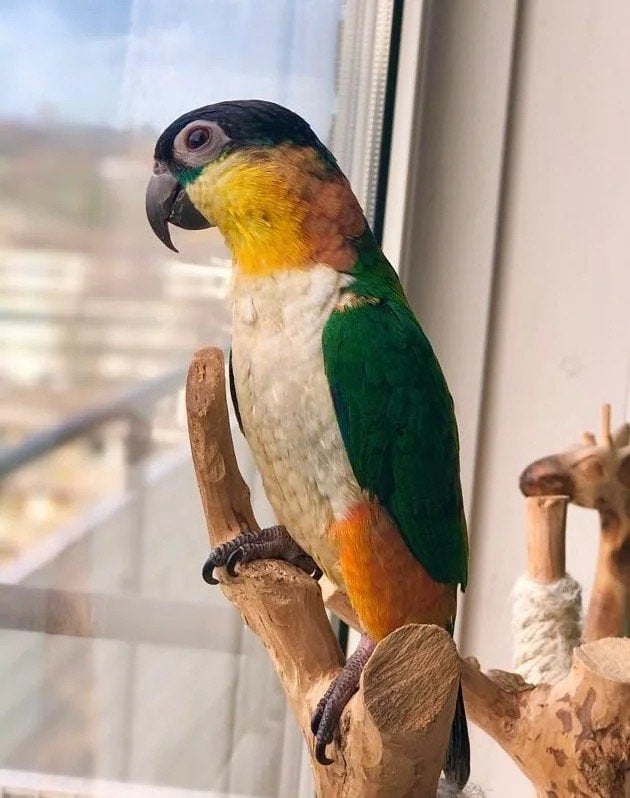 GEZOCHT! Tamme jonge caique zwartkop pop, Dieren en Toebehoren, Vrouwelijk, Papegaai, Tam