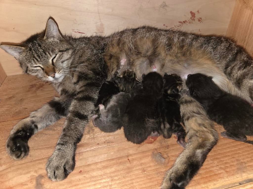 Kittens te koop, Geslacht onbekend