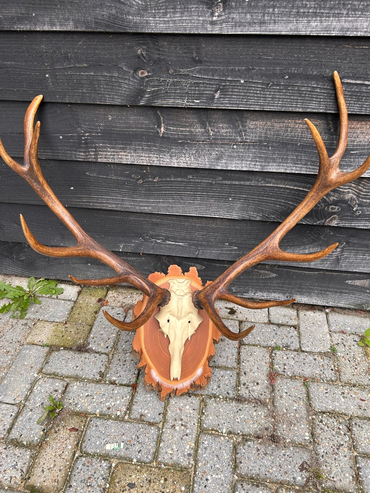 4 Grote Herten Geweien op Houten Schild - Decoratief, Verzamelen, Ophalen, Zo goed als nieuw, Hert, Gewei of Kop