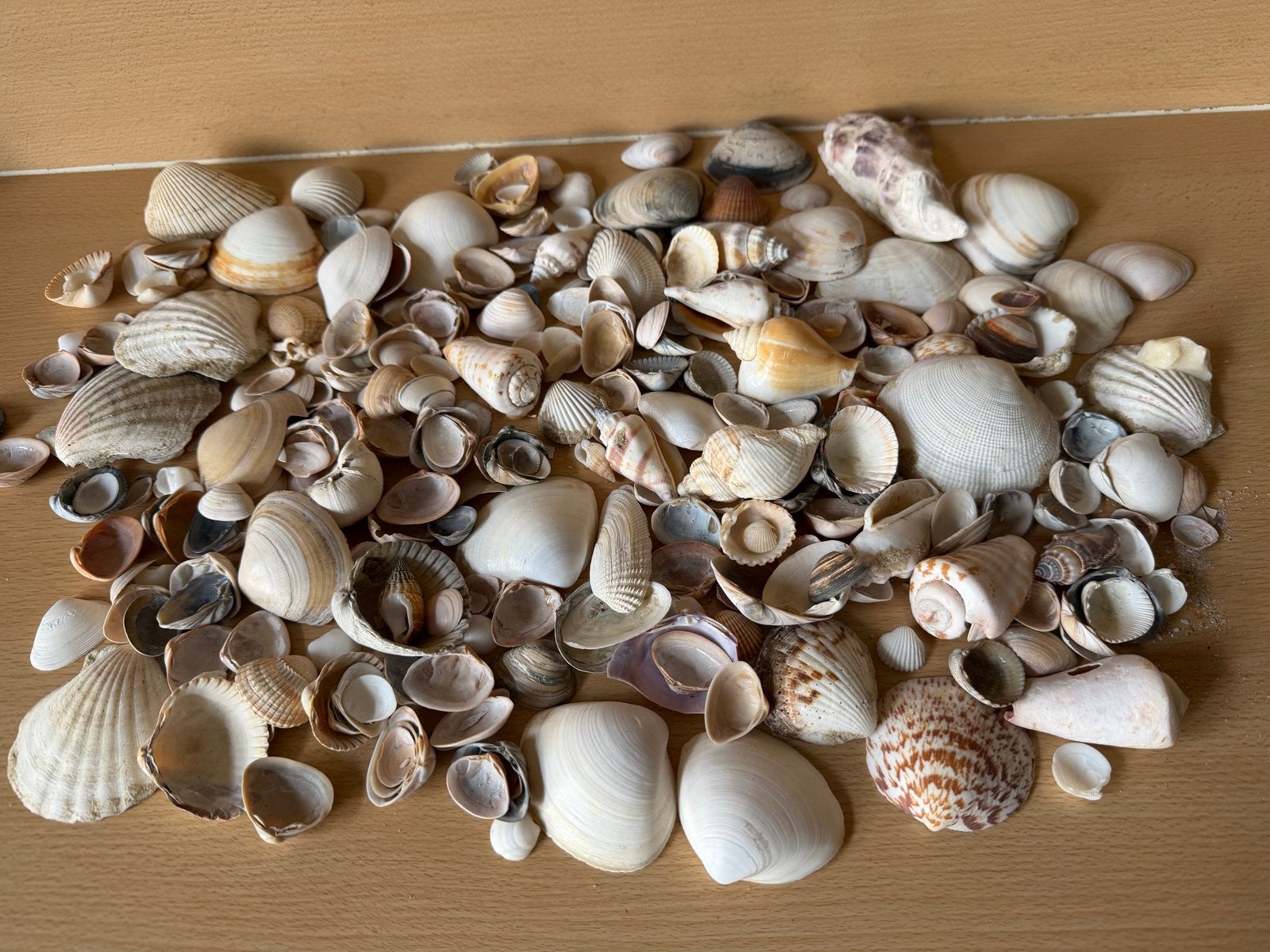 Grote collectie diverse schelpen schelp, Ophalen of Verzenden