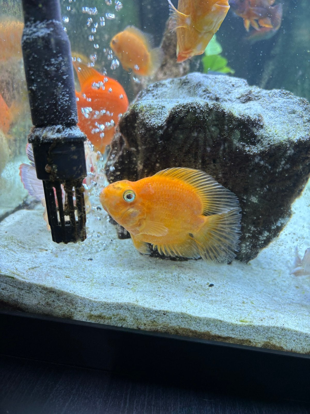 Papegaai cichlid parrot cichlid 10,15 cm, Vis