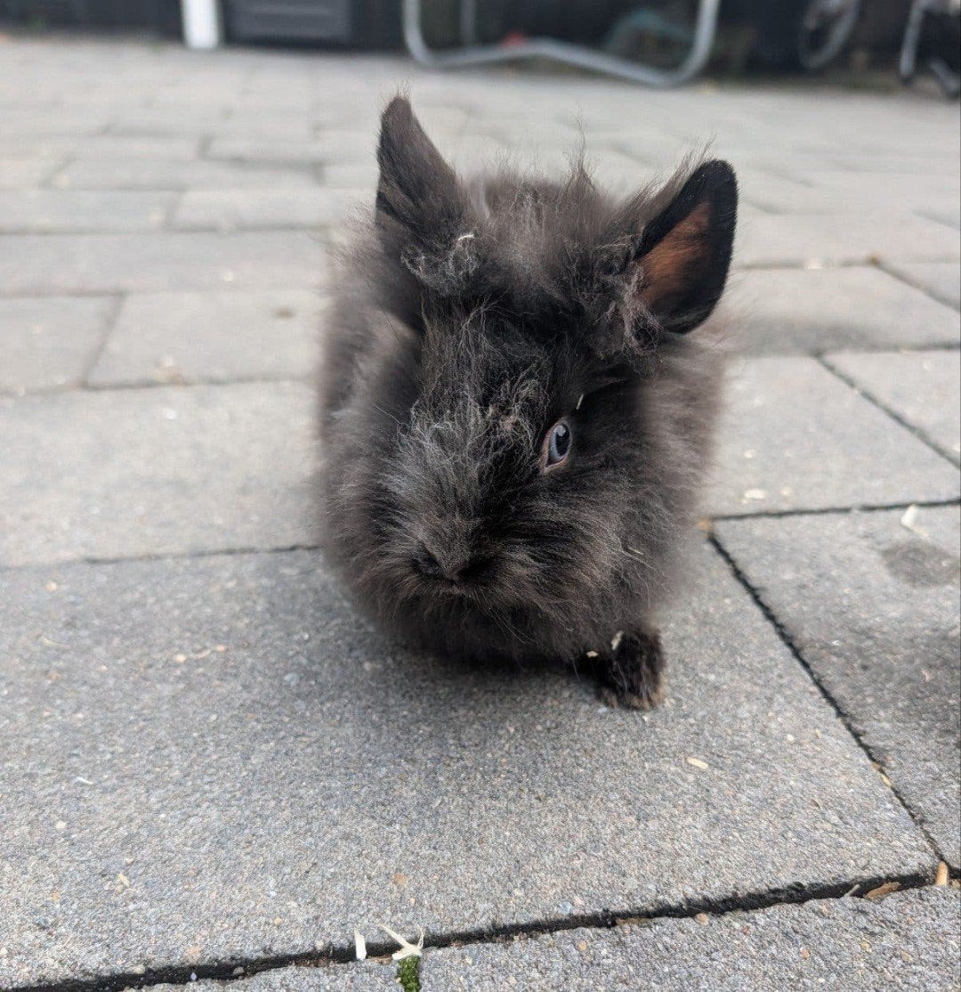 lief mannetjes konijn, Dieren en Toebehoren, Mannelijk