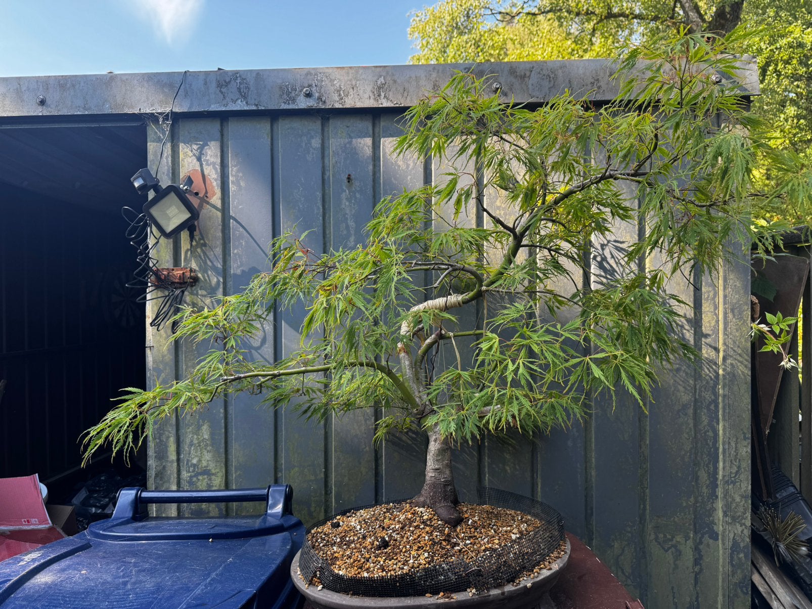 Bonsai Japanse esdoorn, Ophalen, Bloeit niet, Halfschaduw, Overige soorten
