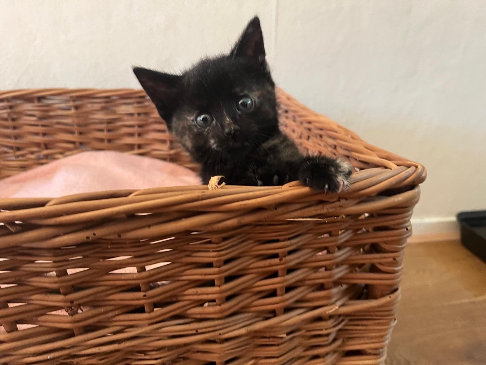 Schattige kittens Europese korthaar, Dieren en Toebehoren, Meerdere dieren