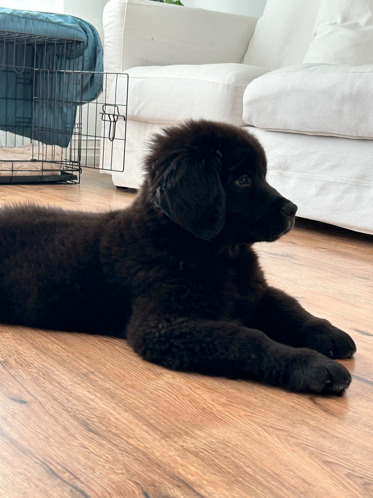 Lieve Berner Sennen x Labrador puppy, Dieren en Toebehoren, Reu, CDV (hondenziekte), 8 tot 15 weken, Eén hond