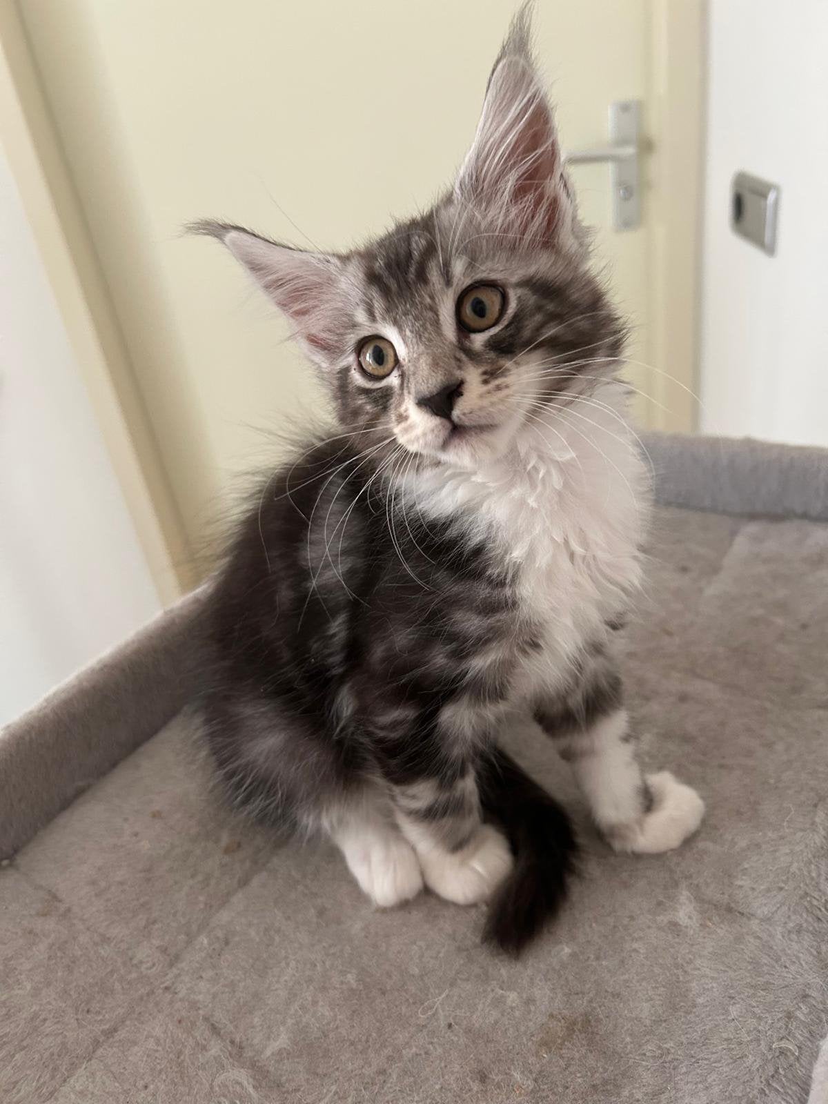 Maine Coon kittens met stamboom., Kater, Met stamboom, 0 tot 2 jaar