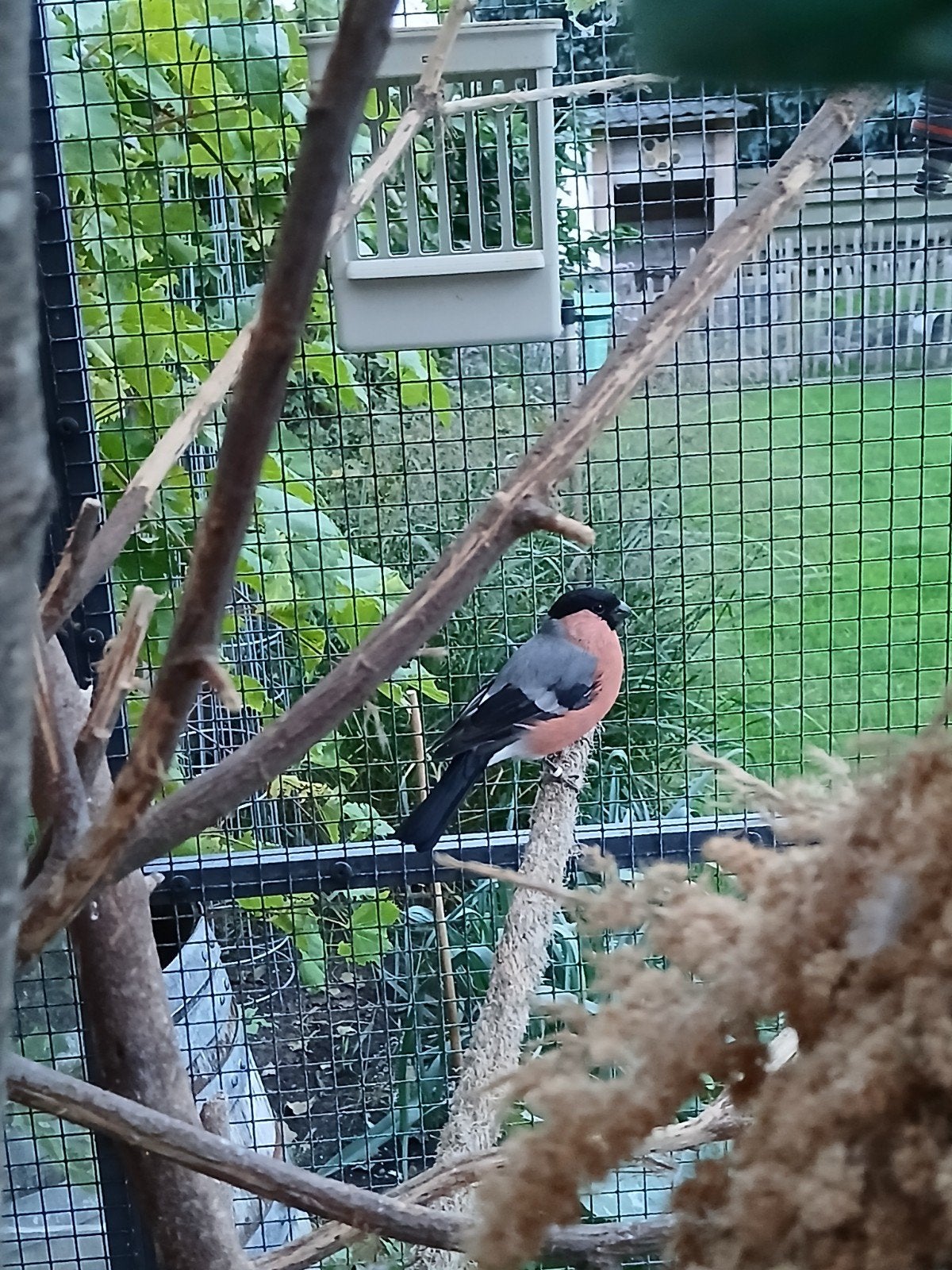 Europese goudvink man (Noorse), Mannelijk, Wildzangvogel, Geringd