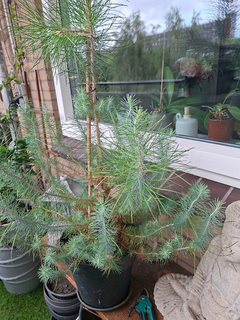 Plant, Volle zon, Vaste plant, Bloeit niet, Ophalen