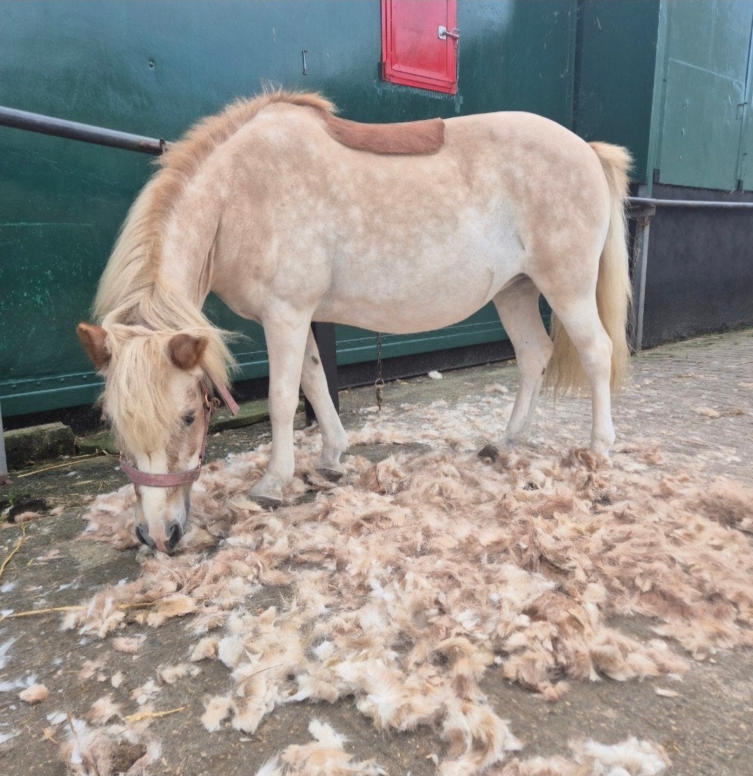 Paarden scheerder/scheren & sportmasseur, ZW Nederland