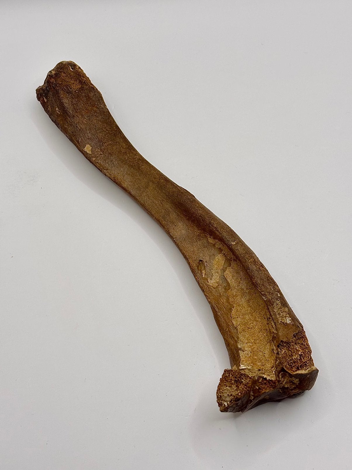 Zeehond tibia Noordzee, Ophalen of Verzenden, Fossiel