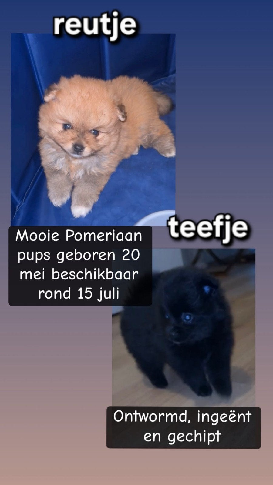 Hele mooie pups, Een of twee spelers, Ophalen, Nieuw, Mezelf