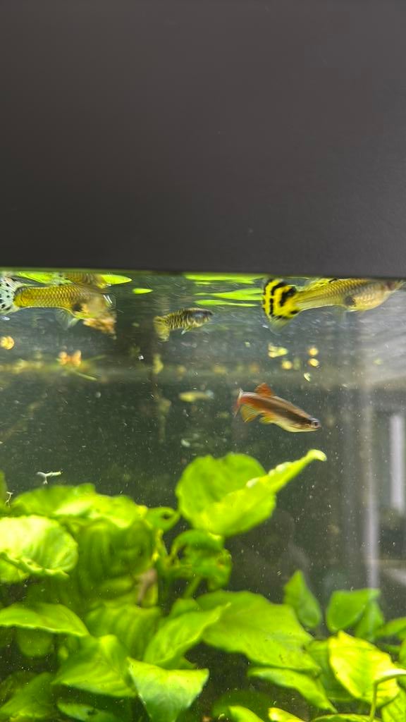 Hele  mooie guppy’s, Vis