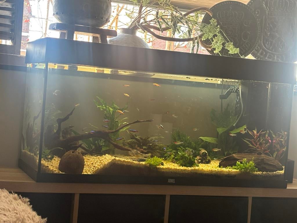 Juwel aquarium, Ophalen, Zo goed als nieuw, Gevuld zoetwateraquarium