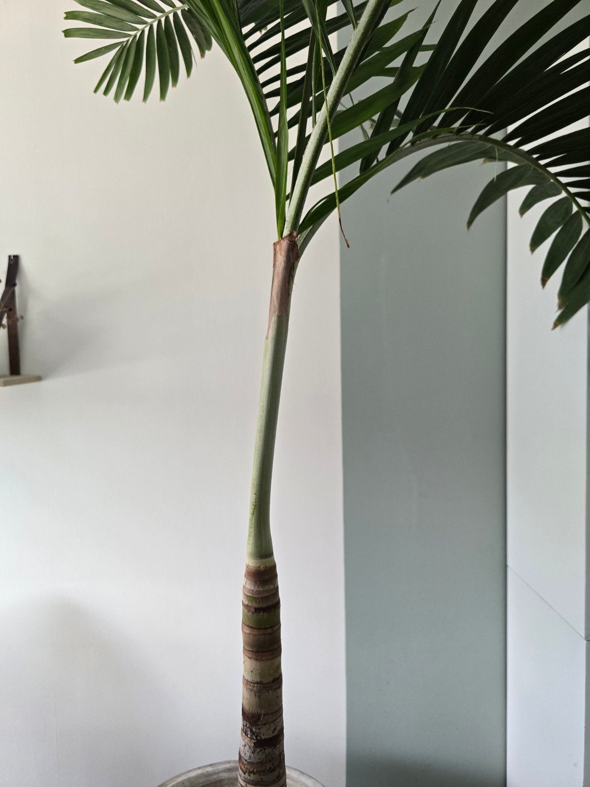 Prachtige palm (Veitchia merrillii), Ophalen, In pot, Halfschaduw, 200 cm of meer