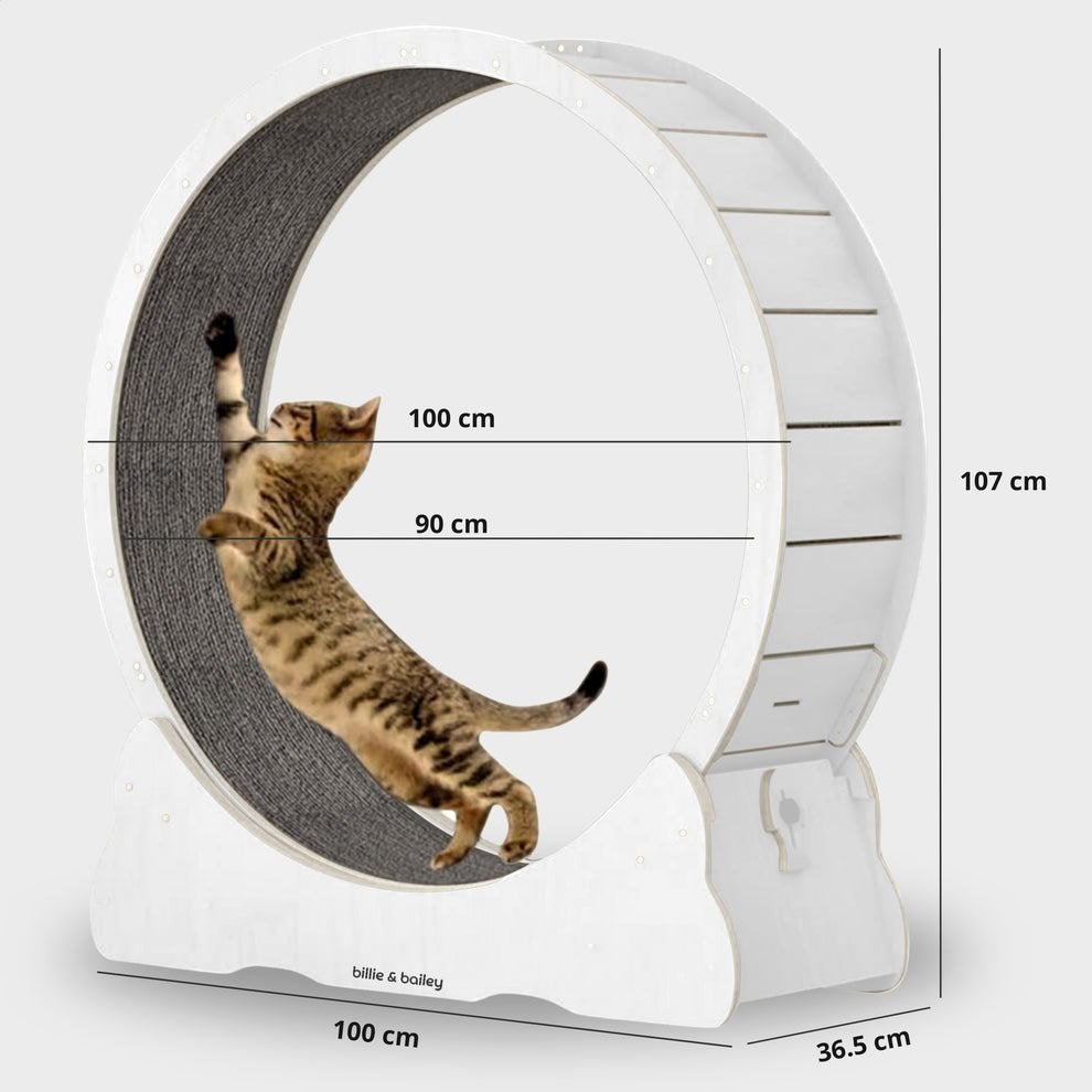 Katten loopwiel wit, Ophalen, Gebruikt, Overig speelgoed