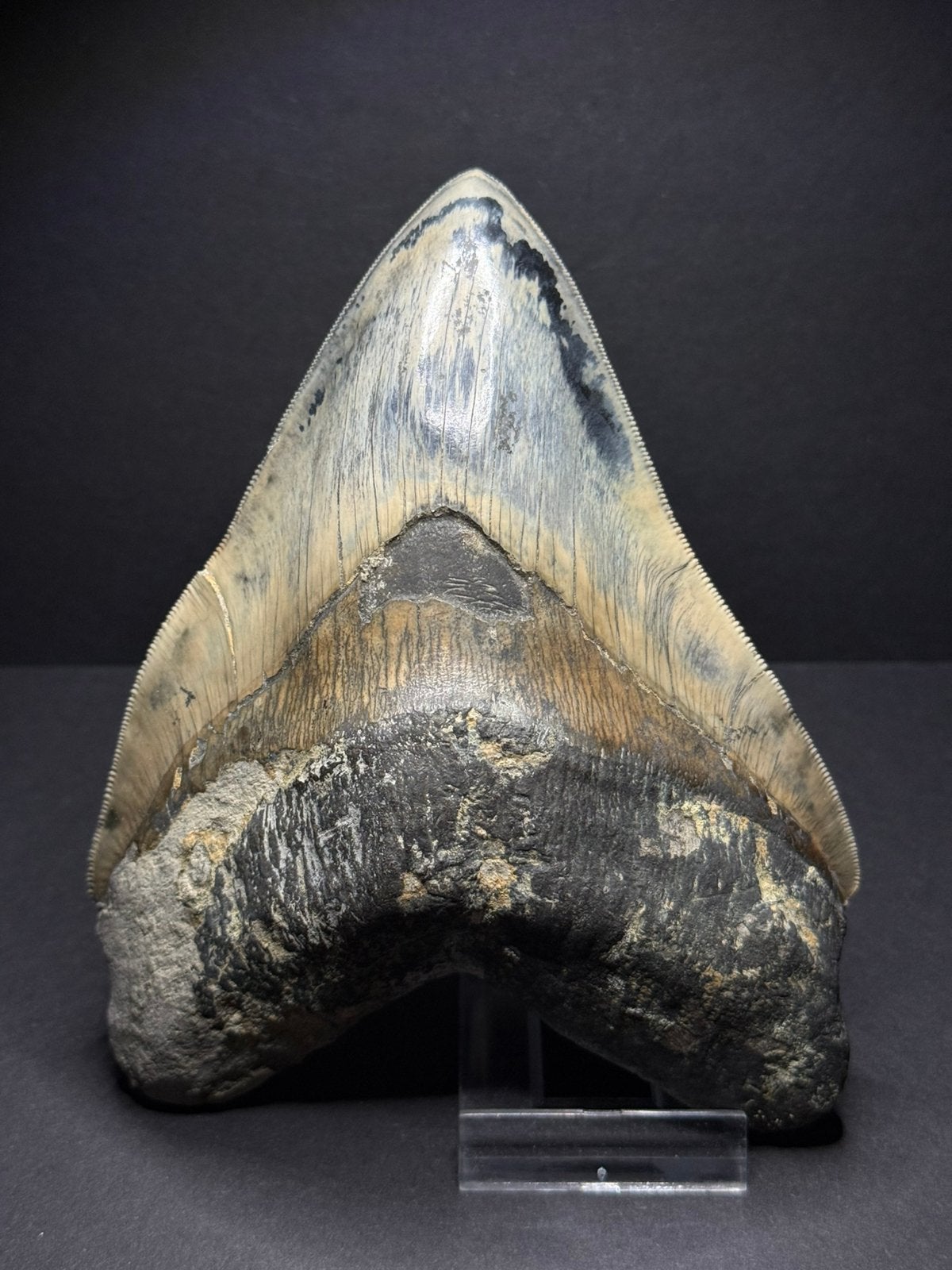 Gigantische megalodon haaientand Indonesie 14,6 cm, Verzamelen, Ophalen of Verzenden, Fossiel