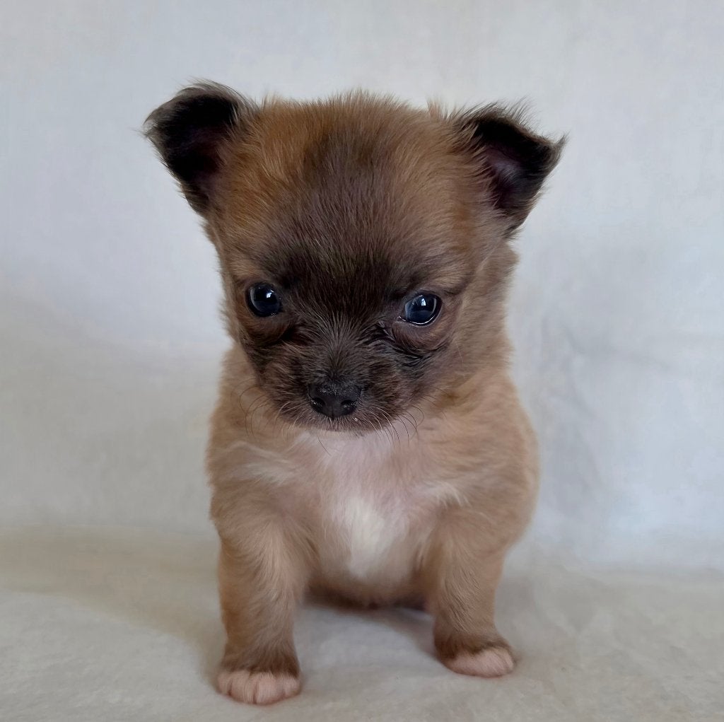Chihuahua pup (reutje), Dieren en Toebehoren, België, Particulier, Reu, 8 tot 15 weken