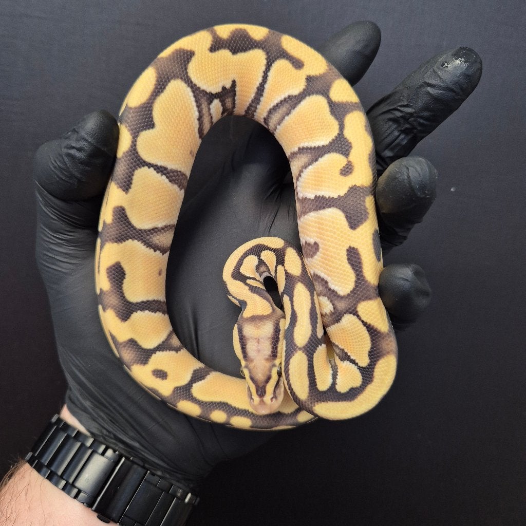 p. regius lijst Houten nk 2026 Ball Python photo 6