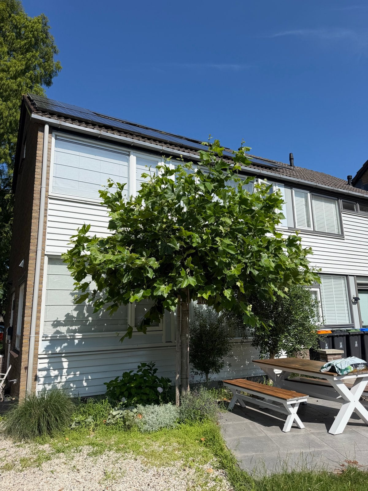Boom, Ophalen of Verzenden, Volle zon, Overige soorten