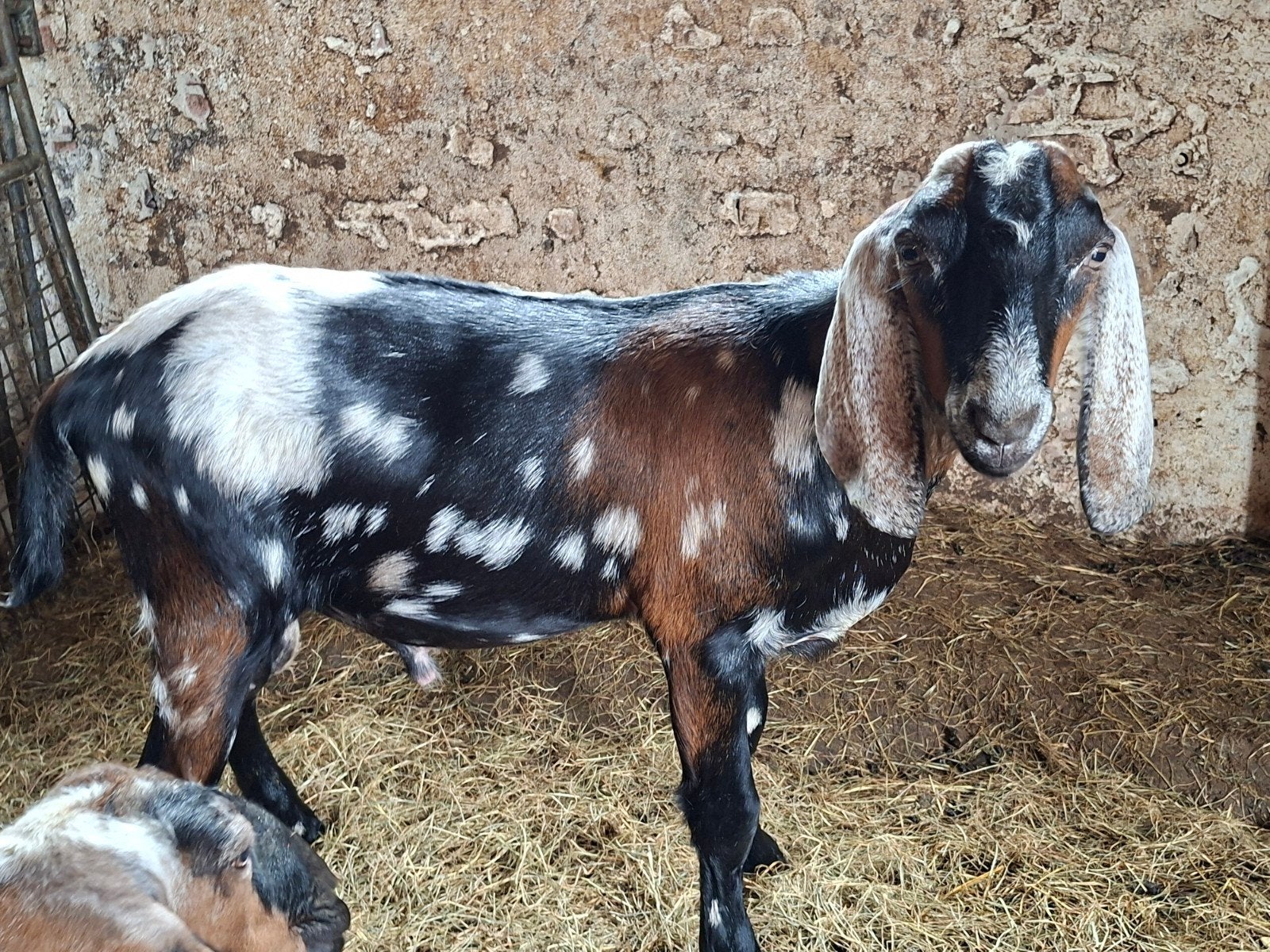 3 mooie nubische bokken., Dieren en Toebehoren, Schapen, Geiten en Varkens, Mannelijk, Geit