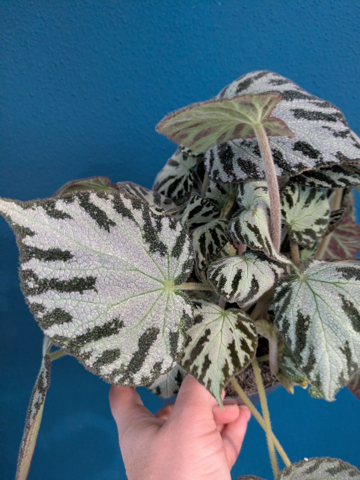 Begonia Silver Jewel bladstekken, Ophalen of Verzenden, Halfschaduw, Minder dan 100 cm