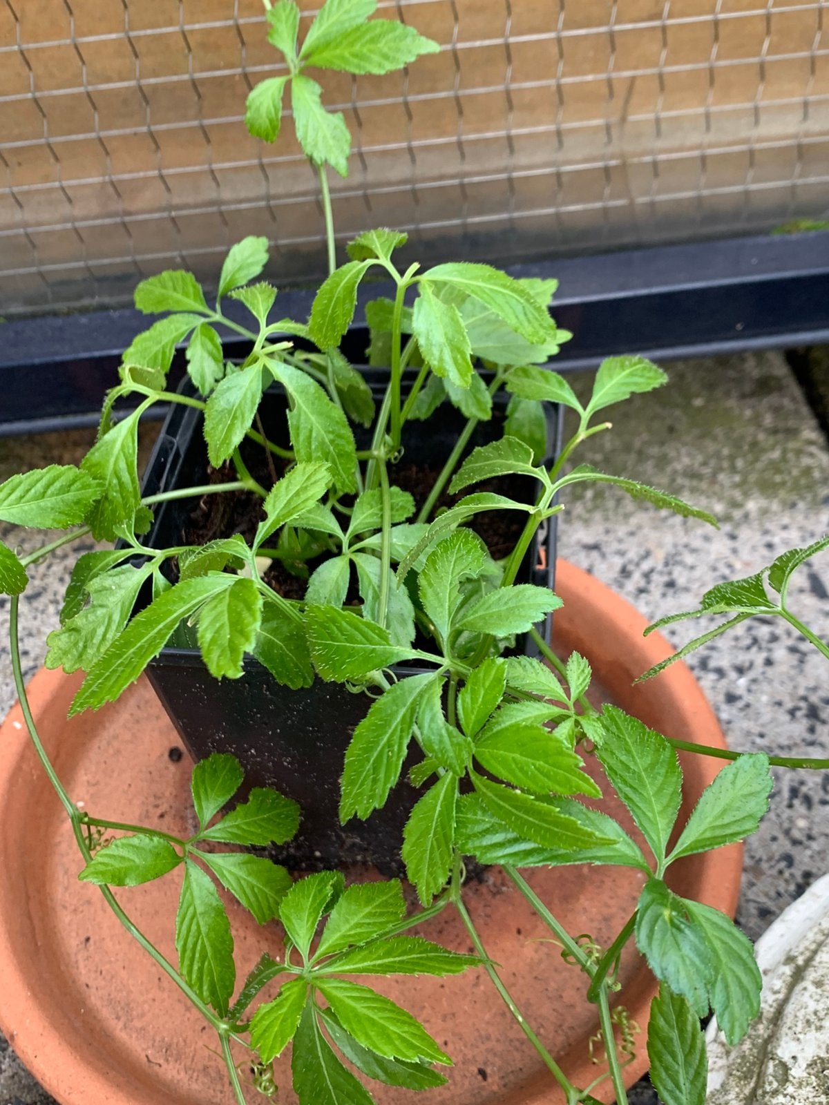Biologische Jiaogulan ~ Onsterfelijkheidskruid, Ophalen, Vaste plant, Kruiden, Halfschaduw