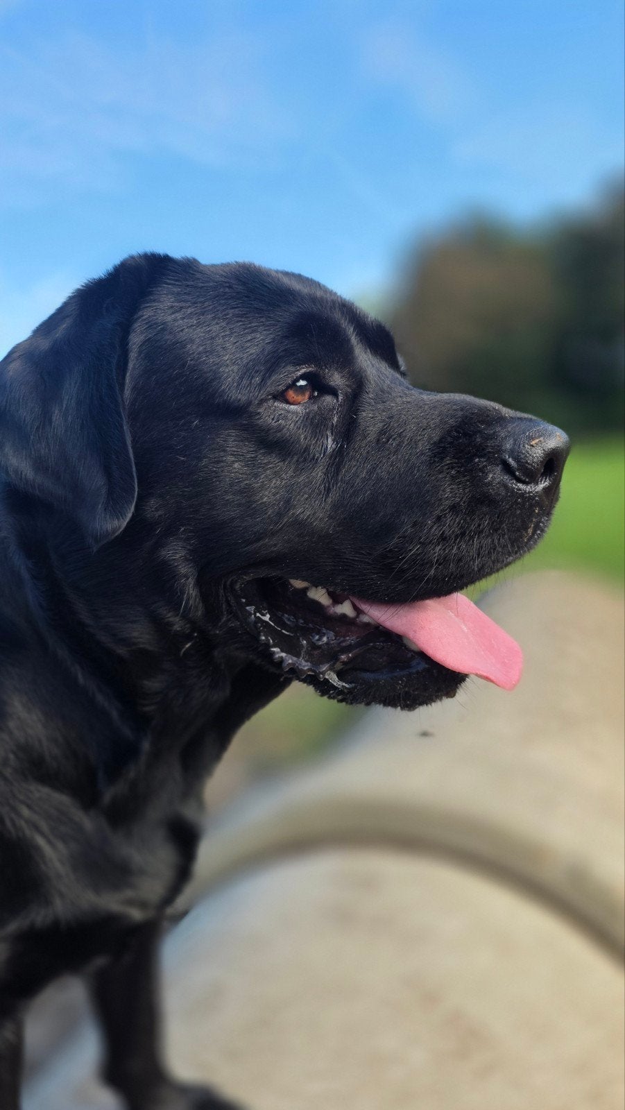dekreu zwarte labrador met stamboom aangeboden, Dieren en Toebehoren, Reu, 1 tot 2 jaar, Eén hond, Nederland
