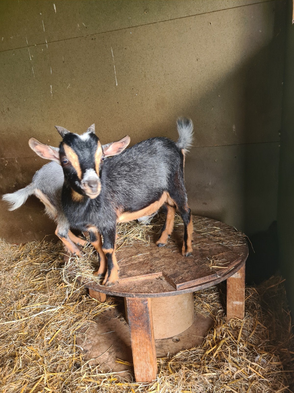 Bokje, Dieren en Toebehoren, Schapen, Geiten en Varkens, Mannelijk, Geit