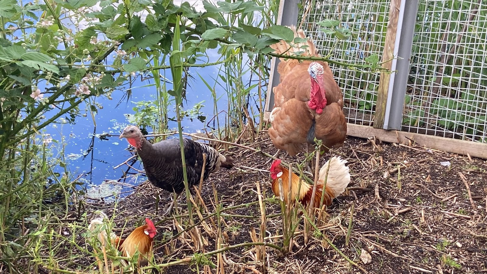 Mooie kalkoenen trio, Meerdere dieren, Kalkoen