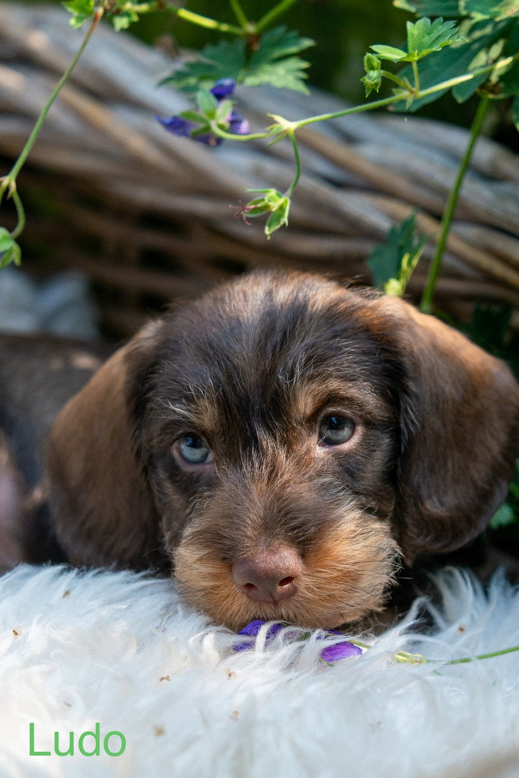 Knappe ruwharige teckel pups, Dieren en Toebehoren, Parvo, 8 tot 15 weken, Dwerg, Meerdere