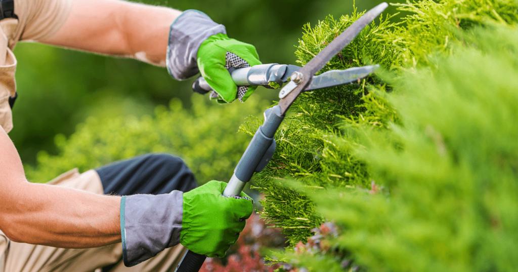 Tuinonderhoud, aanleg en ontwerp - Limburg, Tuinonderhoud of Snoeiwerk