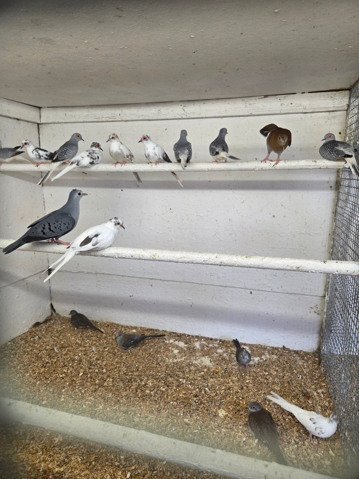 mooi bonte diamant duiven, Dieren en Toebehoren, Vogels | Duiven, Meerdere dieren, Overige soorten