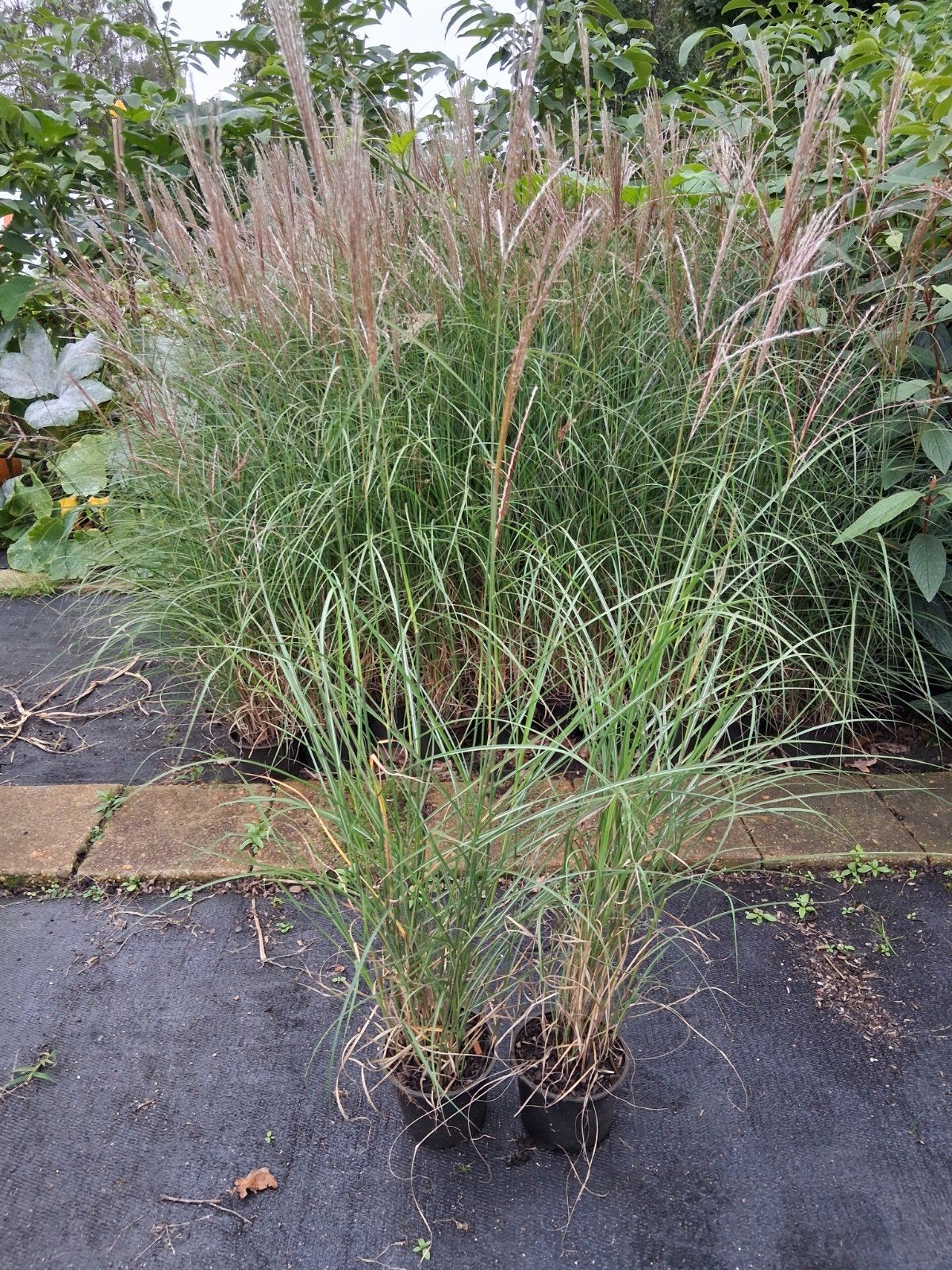 Miscanthus sinensis, Ophalen, Siergrassen, Volle zon