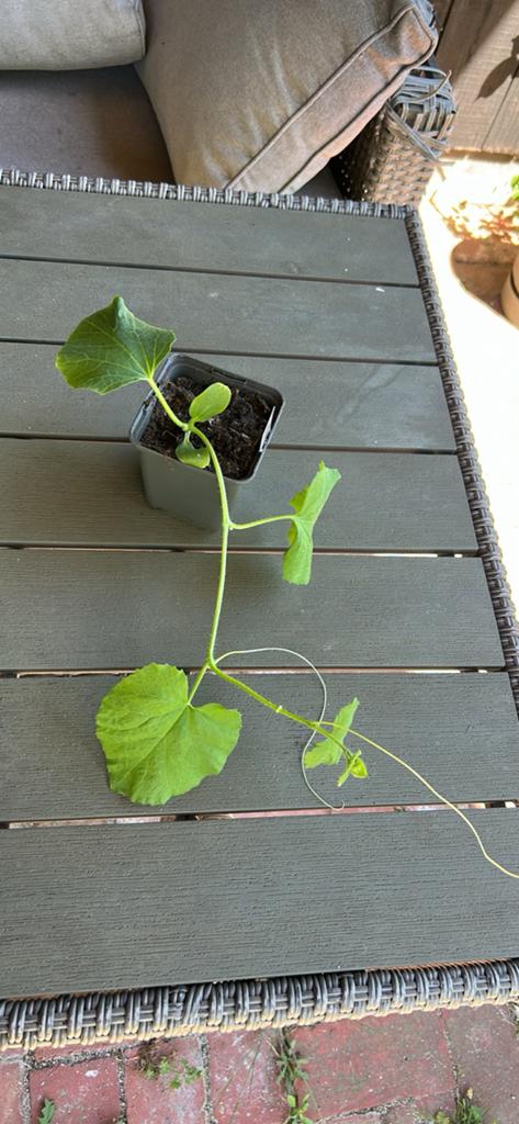 Meloen plantjes 🍈, Ophalen, Minder dan 100 cm, Overige soorten, Zomer