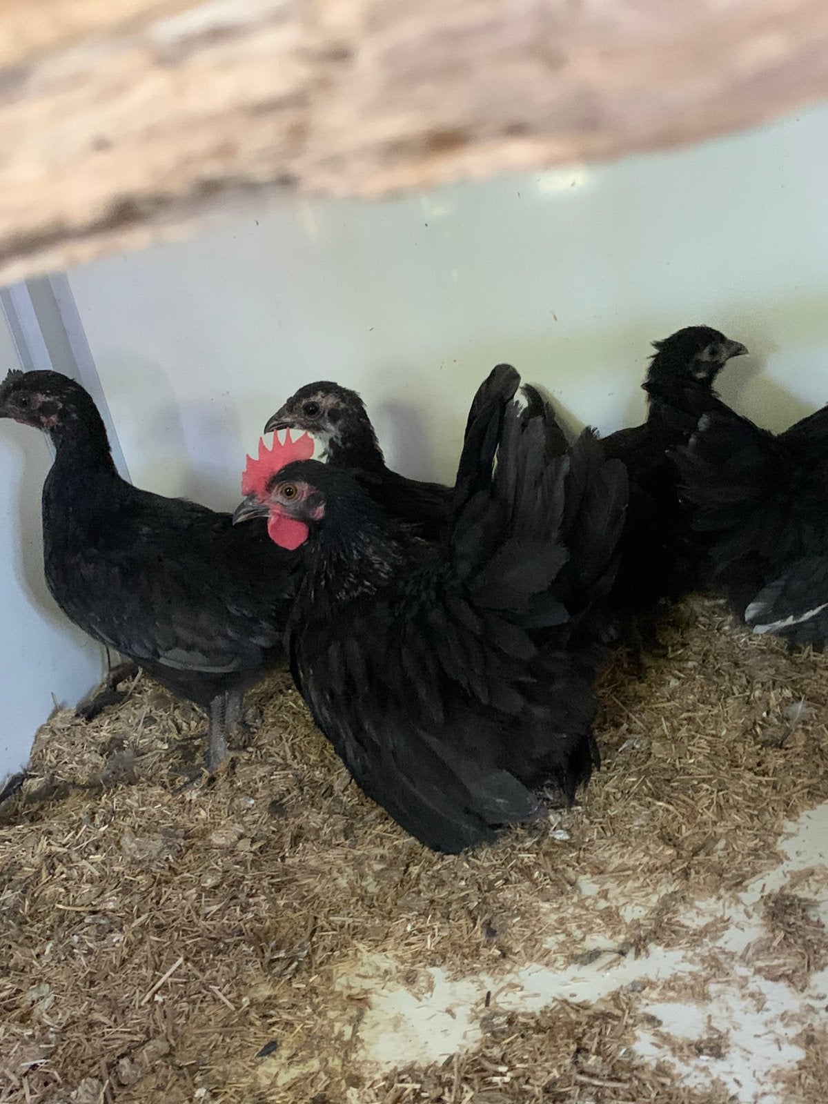 4 krielhennen half chabo  zwart en haantje 25 euro/voor 5, Dieren en Toebehoren, Pluimvee, Mannelijk, Kip
