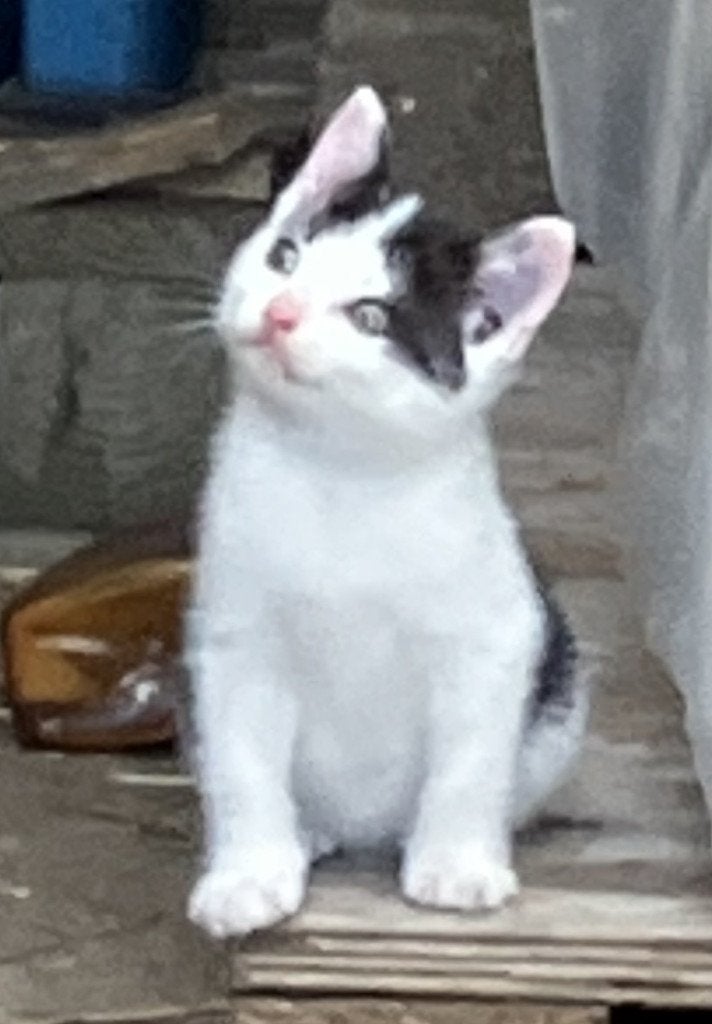 Boerderijkittens poesjes en katertjes jonge kater en poezen, Dieren en Toebehoren, Katten en Kittens | Overige Katten, Meerdere dieren