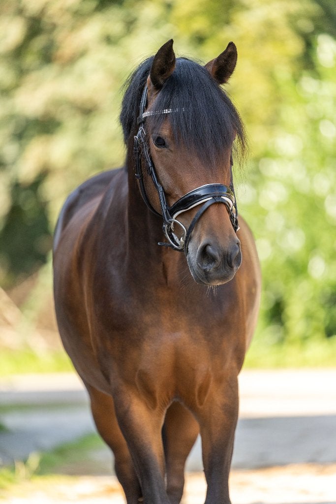 Super lieve, mooie New forest merrie te koop, Merrie, Met stamboom, L, 11 jaar of ouder