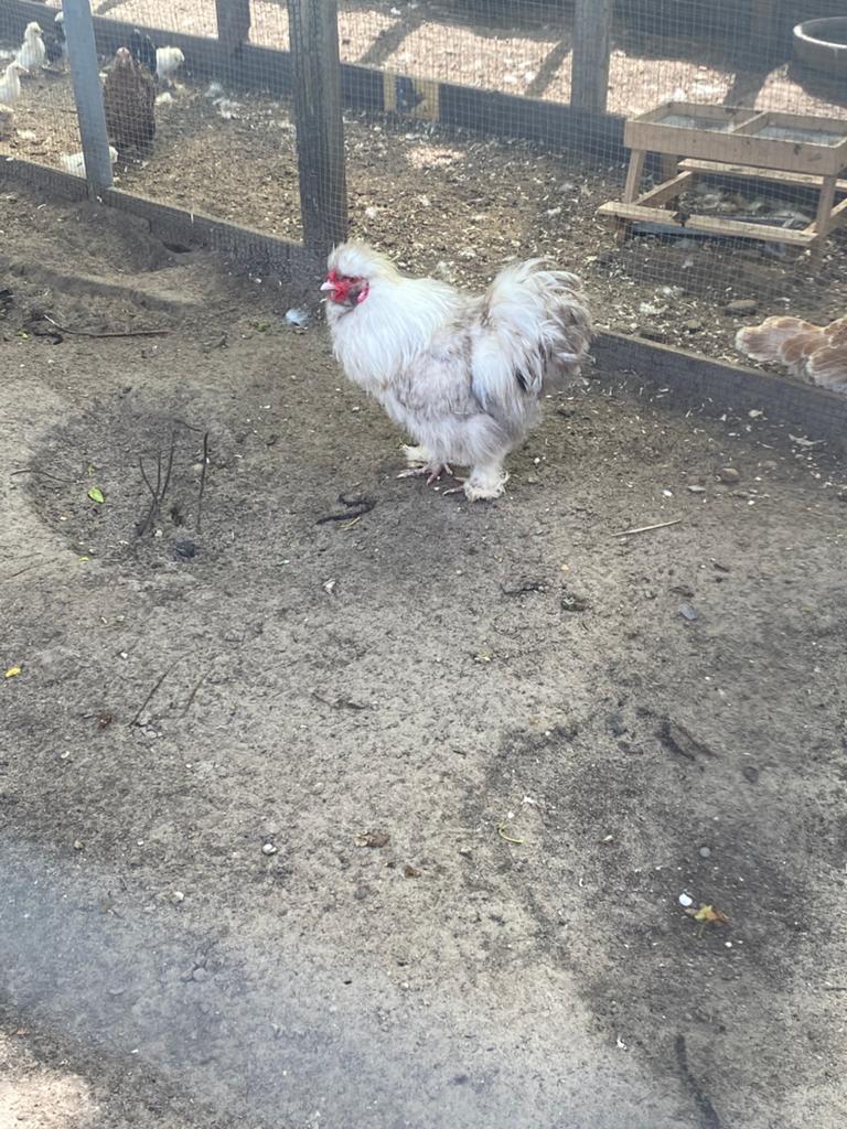 Zijdehoentje haan 1 jaar oud, Dieren en Toebehoren, Mannelijk, Kip