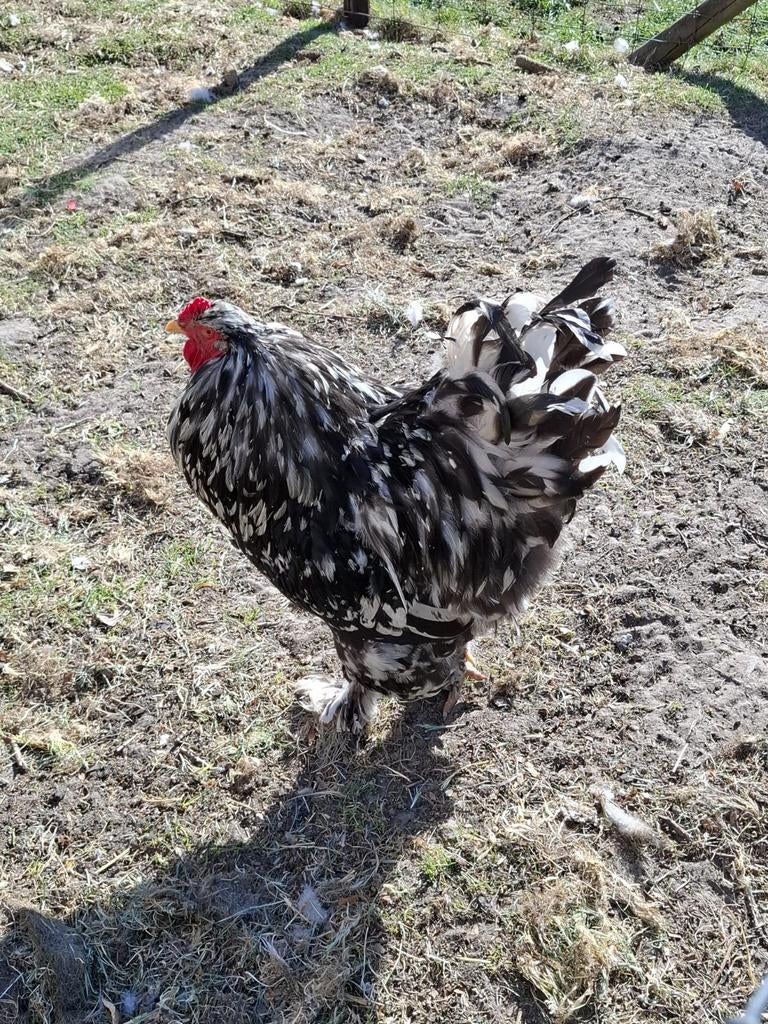 Mooie zwart wit geparelde brahma haan, Dieren en Toebehoren, Pluimvee, Mannelijk, Kip