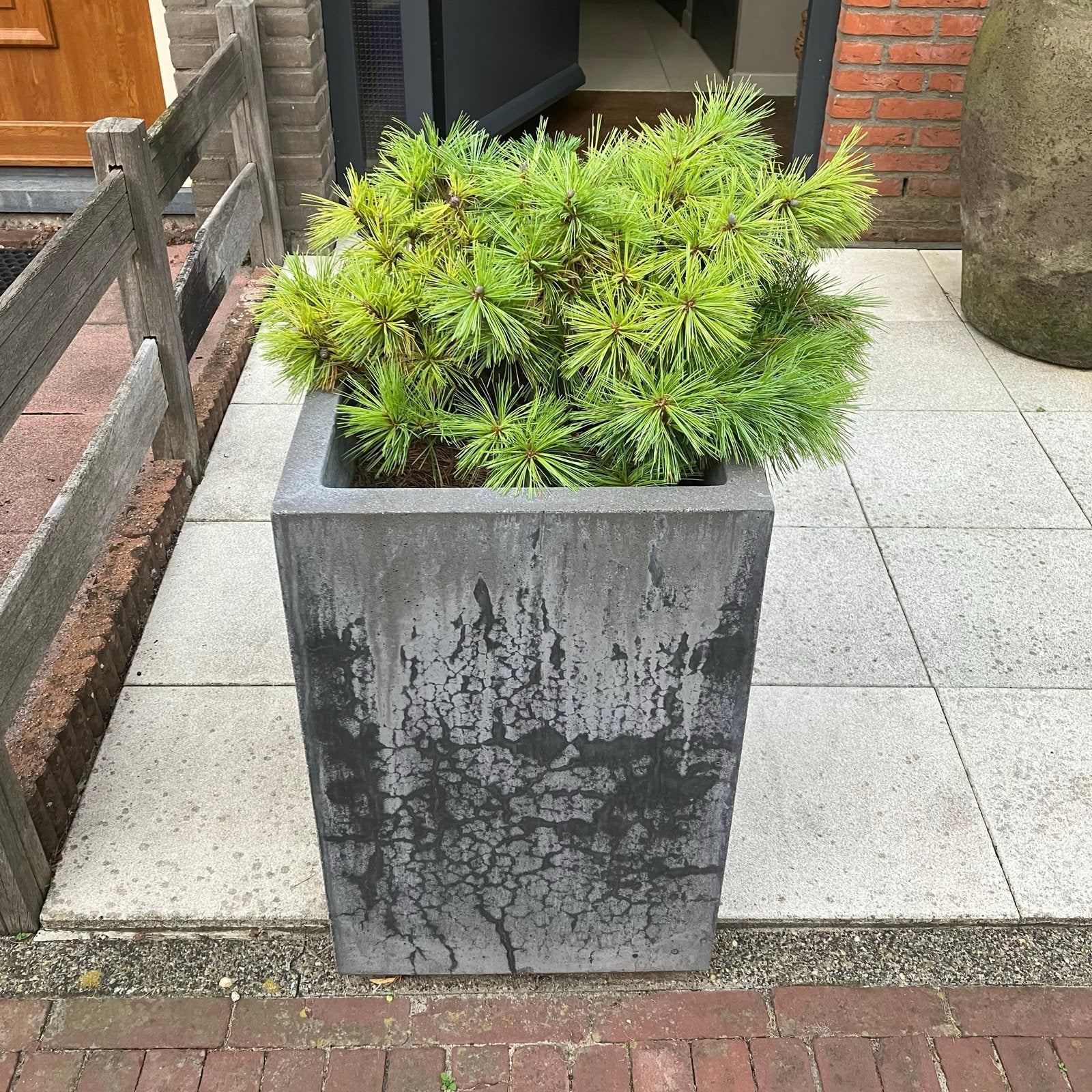 Betonnen plantenbak met plant, Tuin en Terras, Ophalen, Gebruikt, Balkon, Minder dan 60 cm