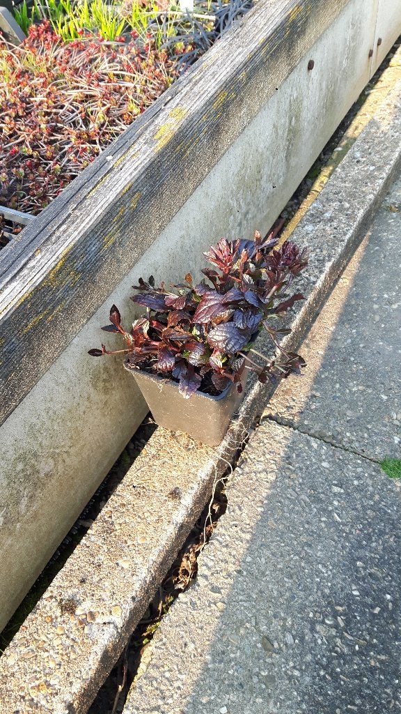 Ajuga reptans, Ophalen, Overige soorten, Halfschaduw