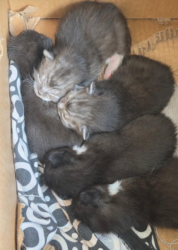 Kittens, Dieren en Toebehoren, Meerdere dieren