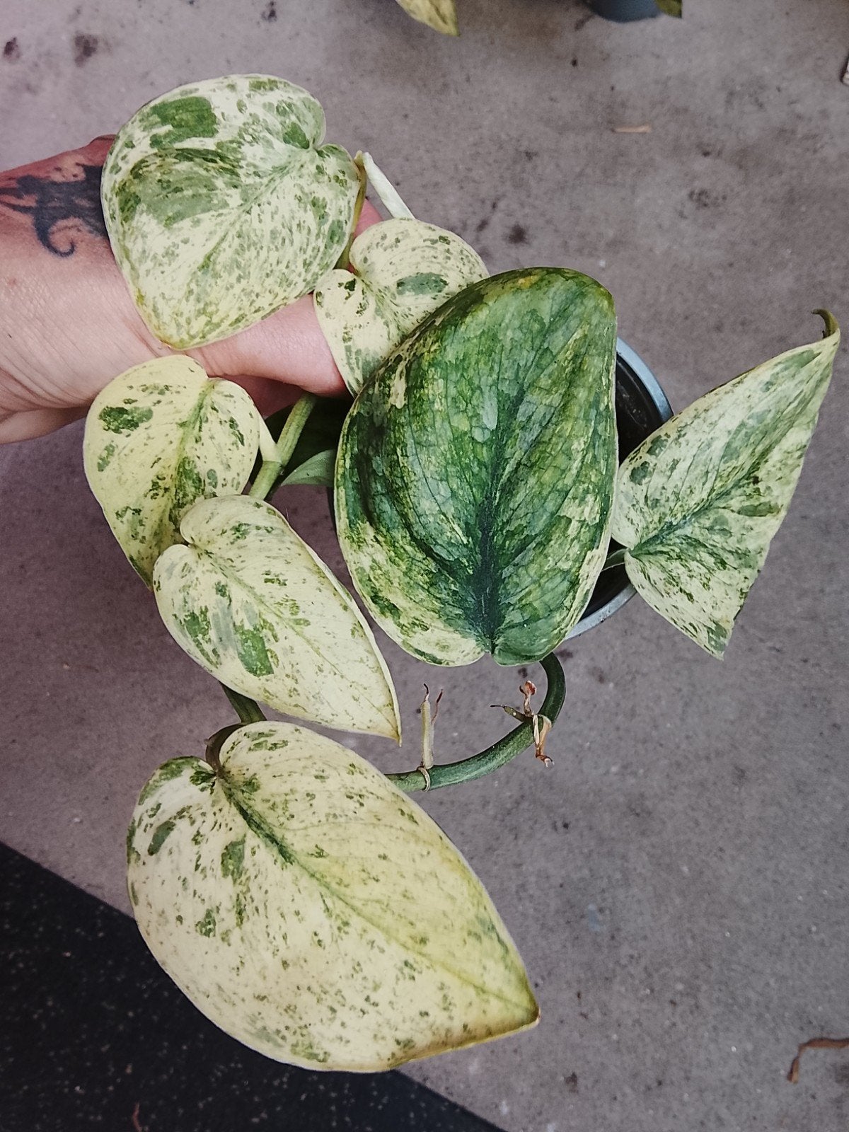 Scindapsus Peasun Sp Borneo Mottled Mint plant, Huis en Inrichting, Kamerplanten, Ophalen of Verzenden, Halfschaduw, Minder dan 100 cm