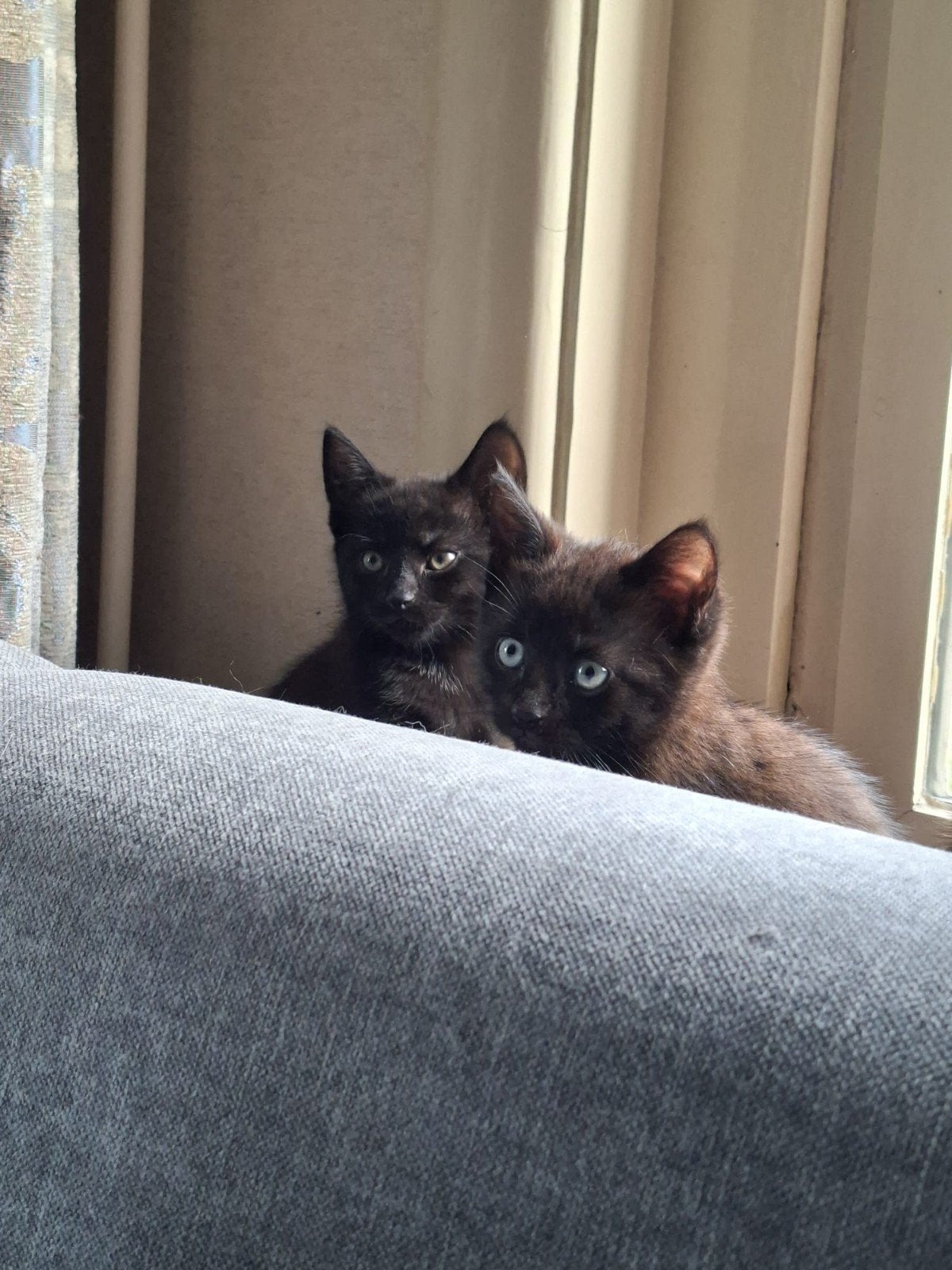 prachtige lieve kittens moeder siamees, Dieren en Toebehoren, Meerdere dieren
