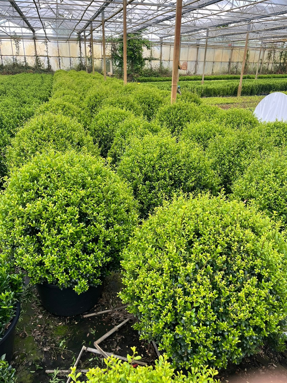 Foto 7 van Ilex bollen - Diverse andere soorten in bolvorm