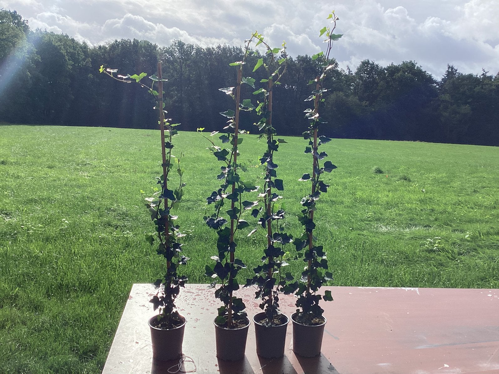 Klimop hedera  -  div lengtes, Ophalen, Overige soorten, 100 tot 250 cm