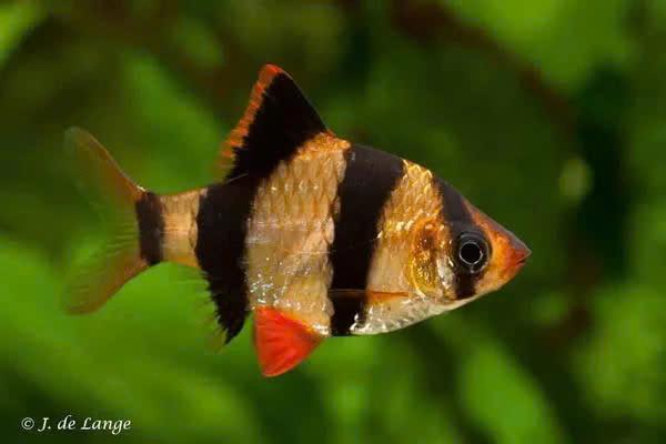 Desmopuntius Tetrazona - Sumatraan, Dieren en Toebehoren, Vissen | Aquariumvissen, Vis, Zoetwatervis
