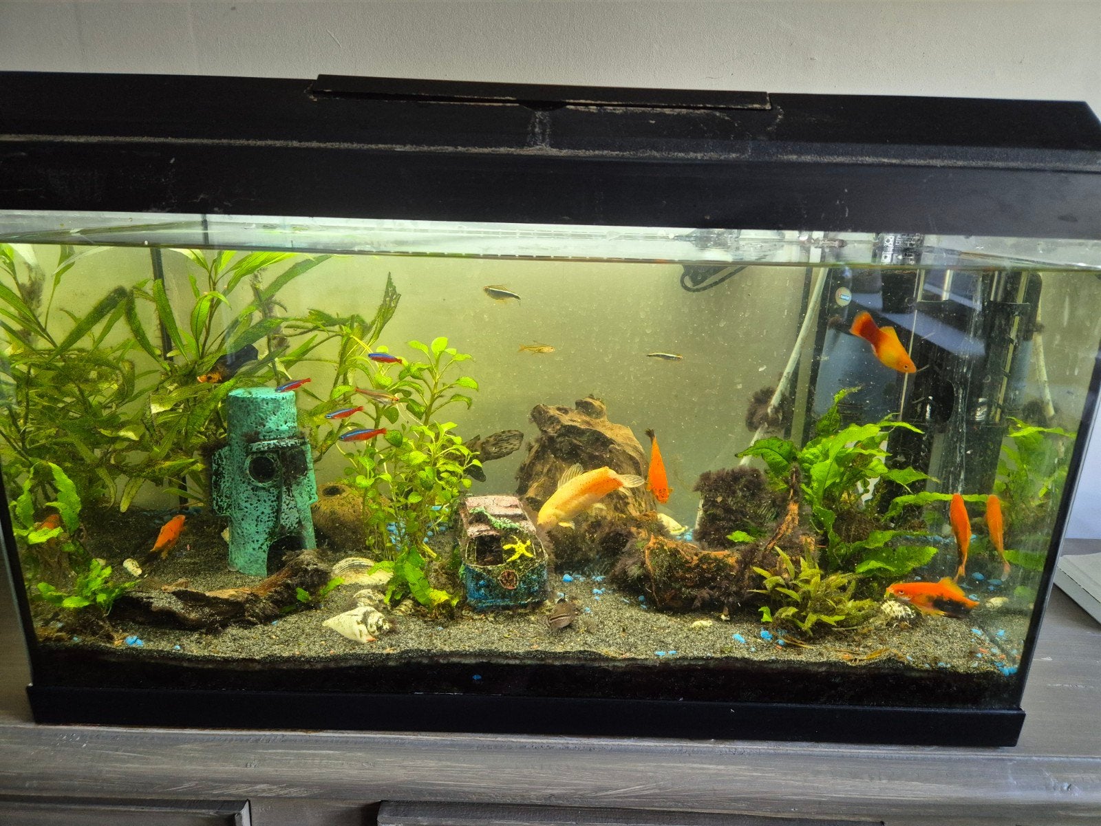 Juwel 60L aquarium compleet inclusief veel toebehoren, Dieren en Toebehoren, Ophalen, Gebruikt, Inclusief vissen, Gevuld zoetwateraquarium